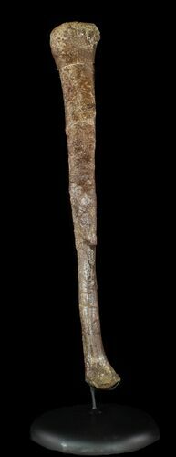 Tyrannosaur Fibula On Stand - Aguja Formation, Texas #51404